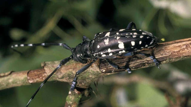 Asian Longhorn Beetle or Citrus Longhorn Beetle