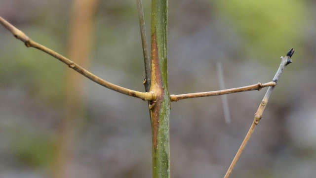 Chalara Dieback of Ash