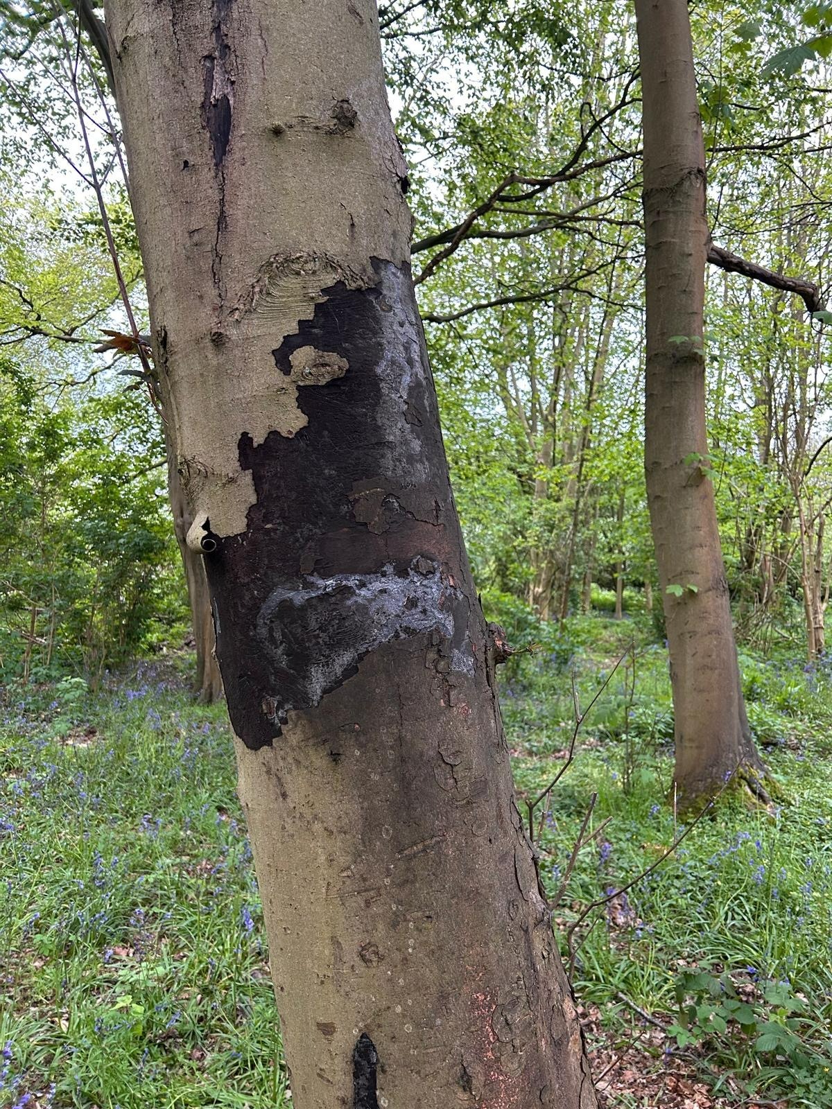 Increase in Sooty Bark observations